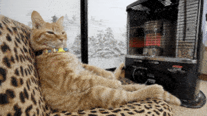 Cat-Heater-New-1