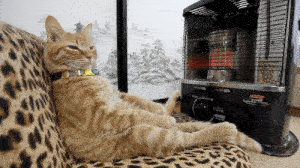 A cat sitting in front of a heater. 